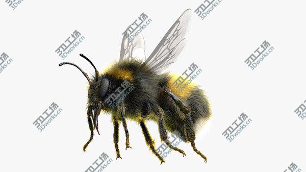 images/goods_img/20210312/3D Bumblebee White-tailed Rigged model/1.jpg